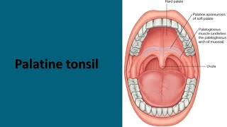 Palatine tonsil Prof Dr Md Ashfaqur Rahman [upl. by Erot]