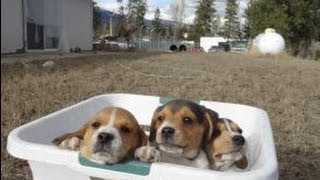 Tiny Miniature Pocket Beagle Cute Puppies For Sale Playing Bath Time and Shots Meet Breeder [upl. by Martguerita]