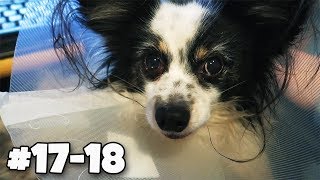 MÓJ PIESEK MIAŁ OPERACJĘ 🐶 1718 Vlogmas 2017 [upl. by Anayik8]