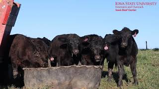 Cow Tip Tuesday Starting Weaned Calves on Feed [upl. by Joachima555]