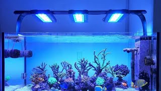 How to set ecotech mp wavemakecoralreef reefbuilders reefkeeping reeftank reef reefaquarium [upl. by Alphonsine980]