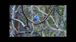 Following the Blue Wrens through the forest [upl. by Ayak]