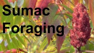 Foraging Harvesting Staghorn Sumac GardenFork [upl. by Arrat]