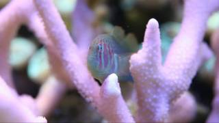 Green Clown Goby HD MACRO Gobiodon histrio rivulatus [upl. by Rojas690]