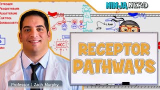 Endocrinology  Receptor Pathways [upl. by Dita578]