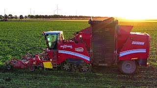 Bieten rooien  Beet harvest  Rüben roden  Grimme Maxtron  John Deere  Beco  Bietenoogst 2023 [upl. by Eissirc756]