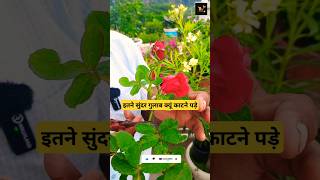 ROSE PLANT GROWING TIPS FOR HEAVY BLOOMING farming indoorplants rose garden furtilizer plants [upl. by Licec]