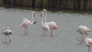 Flamencos Phoenicopterus roseus en Villagonzalo de Coca [upl. by Manvil]