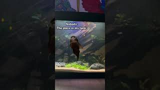 Gotta love pleco’s plecofish plecostomus pleco fishtank fishtanklife fishkeeping fish [upl. by Gascony]