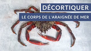 Comment décortiquer le corps dune araignée de mer  🦀  Tuto Poiscaille [upl. by Amando]