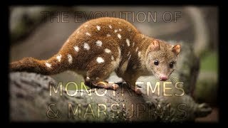 The Evolution of Monotremes and Marsupials 🦘 [upl. by Ordisi]