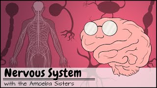 Nervous System [upl. by Mauricio187]