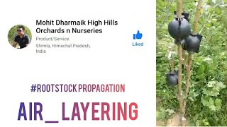 mohitDharmaik rootstock propagation airlayering Experiment 2021 letsgrowapple [upl. by Felicie]