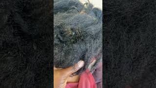 How to detangle Extremely matted hair on Afro hair🤭 [upl. by Nylaj]