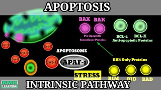 Apoptosis  Intrinsic Pathway Of Apoptosis  Mechanism of Apoptosis  Programmed Cell Death [upl. by Vasta]