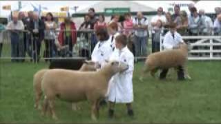 Great Yorkshire Show 2008  sheep 9yrs accredited [upl. by Eixid668]