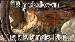 S1E06  Blackdown Tablelands National Park amp Dingo [upl. by Stimson]