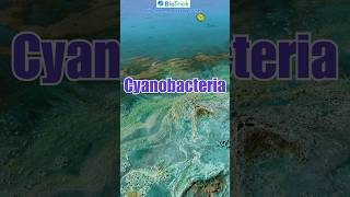 What is Cyanobacteria  Kingdom Monera  Biological Classification  Class11 Biology  NCERT [upl. by Alehc]