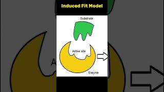 Koshland induced fit model  induced fit model in 40 sec shorts biology [upl. by Nwahsar]