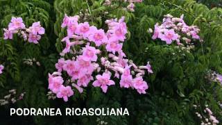 Podranea Ricasoliana Garden Center online Costa Brava  Girona [upl. by Etnom]