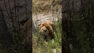 Beautiful Ngorongoro Crater Tanzania animals wildlife lion [upl. by Ahcrop]