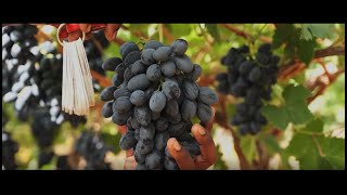 Unifrutti South Africa  Grapes Matroozefontein Farm [upl. by Gar838]