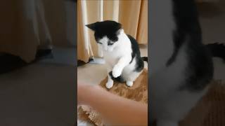 lets play 🐱🐱🐱 petlove catshorts catsofyoutube petvideos cutecat cutecatshort cute cats APT [upl. by Pomeroy]