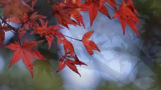 neutral 7  red leaves [upl. by Rese]