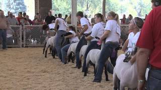 4H Sheep  Iowa State Fair 2013 [upl. by Anselmo]