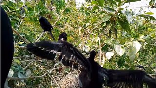 Little black cormorant bird wants to fly [upl. by Ahseiyn]