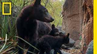 Big Bends New Bear Cubs  Americas National Parks  National Geographic [upl. by Castillo]