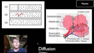 Transport Across Cell Membranes [upl. by Lashonde]