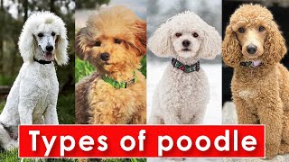 Different Types of Poodle Dog Breeds  Types of Poodle Dog  Poodle Dog Types [upl. by Ecirtam]