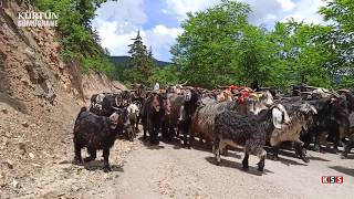 Karadeniz Yayla Göçü [upl. by Yaron]