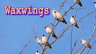 Waxwings November 2023  Day 2 [upl. by Enyr]