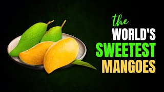 Top 10 Sweetest Mango Types In The World [upl. by Assirehc]