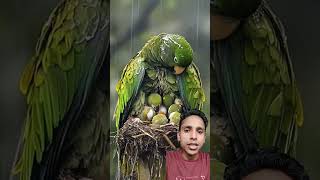 Mam parotitis rescue our babies birds parrot babyrain animals nature sleepingbaby [upl. by Kcirdlek915]