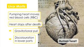 Forensic Science  311 Time of Death 1 Recent Deaths [upl. by Ron]