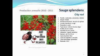 Sauge splendens City red plante annuelle [upl. by Oira740]