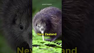 Surprising Secrets Kiwis Arent Just a Tasty Fruit [upl. by Pedrick]