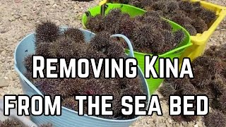 Kina Invasion The Sea Urchin Removal Project [upl. by Cuttie]