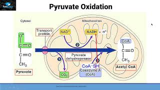 Aerobic Respiration Part 2 Pyruvate oxidation [upl. by Mouldon]