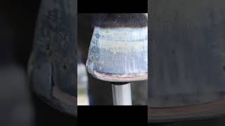 How to Trim Your Horses Hooves and Repair Horseshoes  Animal Rescue Guide [upl. by Chester650]