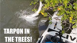 CRAZY TARPON FIGHT AND MULTIPLE SNOOK [upl. by Raffaj]