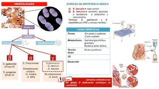 BacteriologíaEnterococcus [upl. by Oran356]