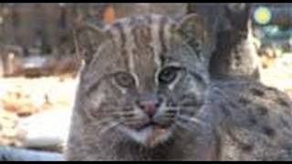 Lek the Fishing Cat Gets a New Home [upl. by Alyk]