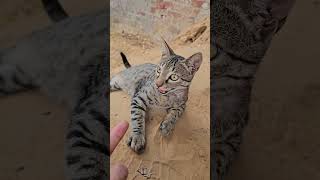 Baby Cat Rescue vlog bluebox [upl. by Sly]