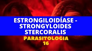 ESTRONGILOIDÍASE  STRONGYLOIDES STERCORALIS  PARASITOLOGIA 16 [upl. by Berhley24]