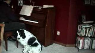 Cooper the Singing Dog  The Christmas Song [upl. by Areemas]