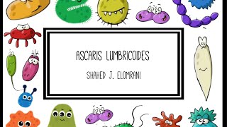 Ascaris Lumbricoides [upl. by Eenttirb]